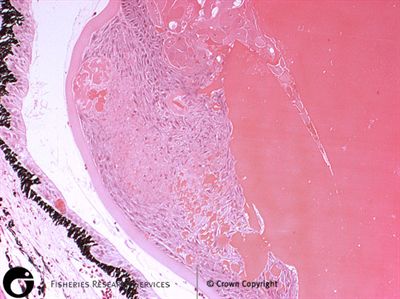 Natural occurrence of cataract in rainbow trout