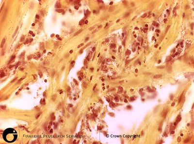 Enteric Redmouth