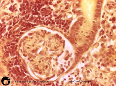 Enteric Redmouth
