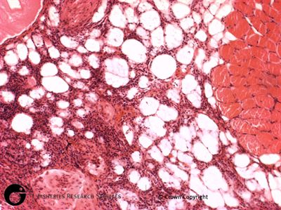 Natural infection of red mark syndrome in rainbow trout