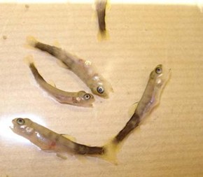 sarcocystis
