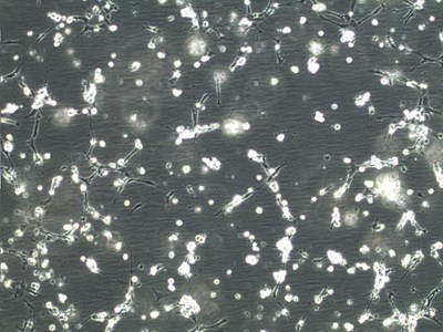 SVCV infection on FHM cell line