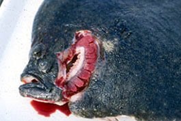Fish with viral haemorrhagic septicaemia