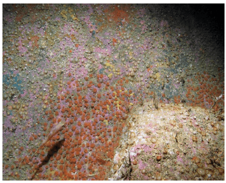 Example of protected features from Solan Bank SAC. Image a) Jewel anemones and encrusting coralline algae on exposed rock.