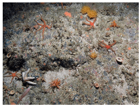 Example of protected features from Solan Bank SAC. Image b) Yellow hedgehog sponge, black brittlestars, branching calcareous bryozoa and encrusting sponges on rock with a sand veneer.