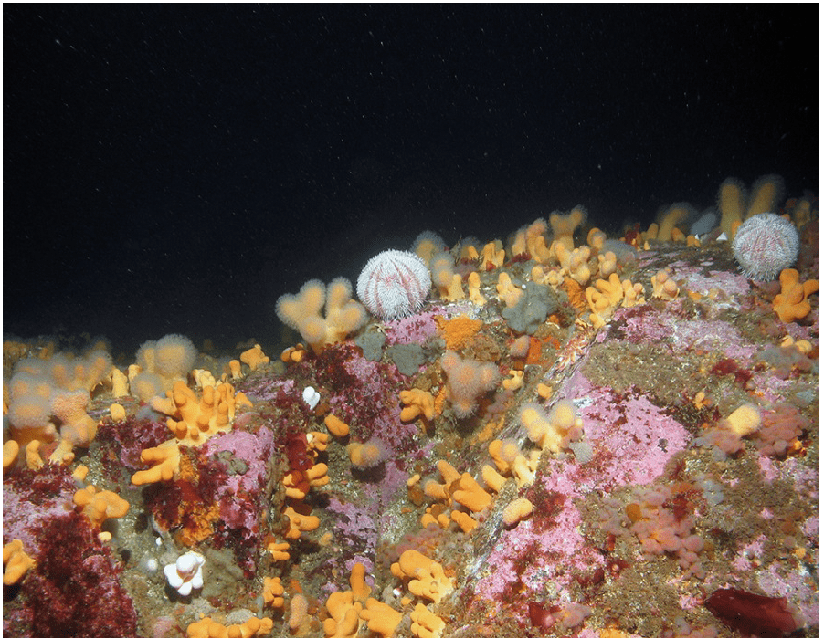 Example of protected features from Solan Bank SAC. Image c) Soft coral, common sea urchin and encrusting coralline algae on shallow circalittoral bedrock reef.