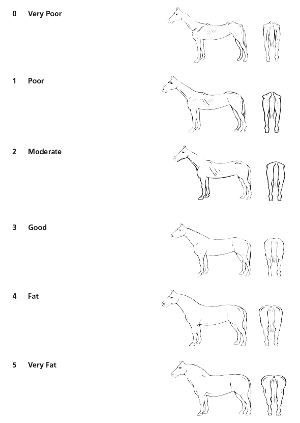 Body condition scoring of horses
