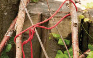 red rope around branches