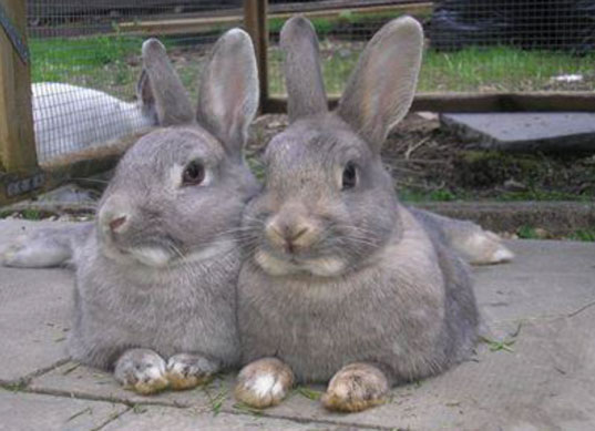 A pair of rabbits sitting side by side