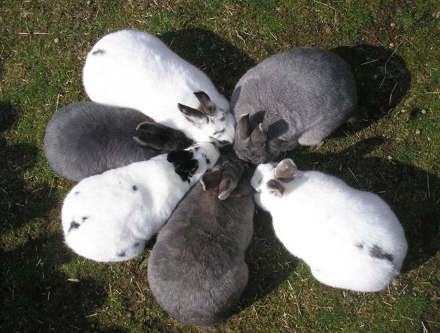 Overcrowded rabbit feeding point