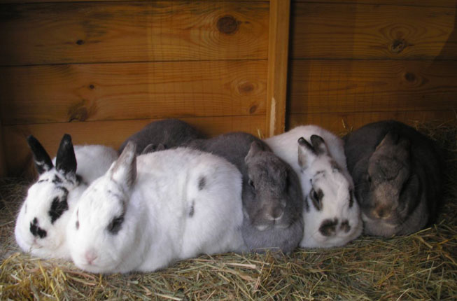 A group of rabbits sitting together