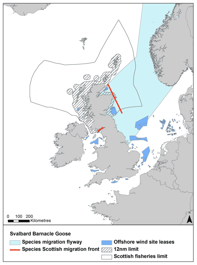Figure 11: Migration flyway of Svalbard barnacle goose passing Scottish waters Figure 11: Migration flyway of Svalbard barnacle goose passing Scottish waters