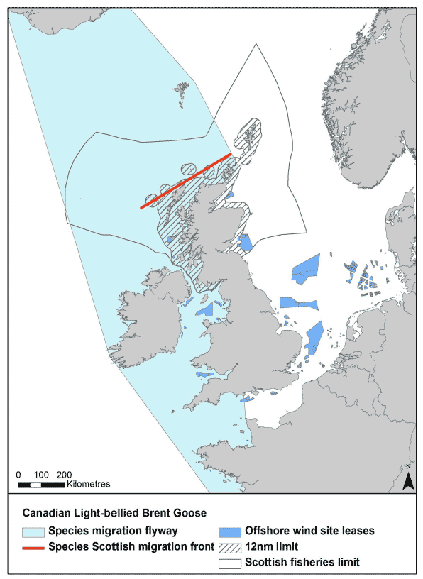 Figure 12: Migration flyway of Canadian light-bellies brent goose passing Scottish waters Figure 12: Migration flyway of Canadian light-bellies brent goose passing Scottish waters
