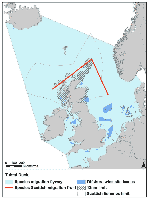 Figure 18: Migration flyway of tufted duck passing Scottish waters Figure 18: Migration flyway of tufted duck passing Scottish waters