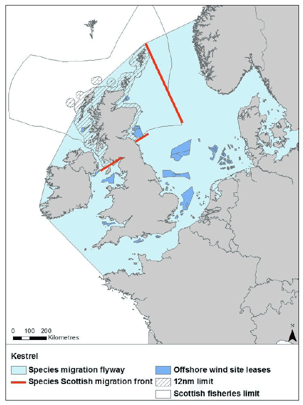Figure 25: Migration flyway of kestrel passing Scottish waters Figure 25: Migration flyway of kestrel passing Scottish waters