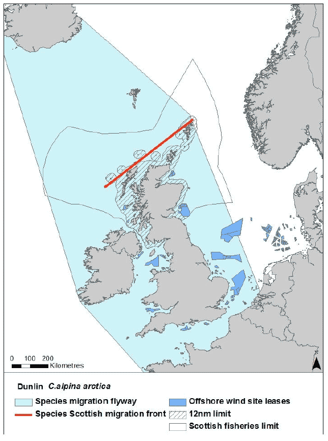 Figure 34: Migration flyway of Calidris aplina arctica passing Scottish waters Figure 34: Migration flyway of Calidris aplina arctica passing Scottish waters