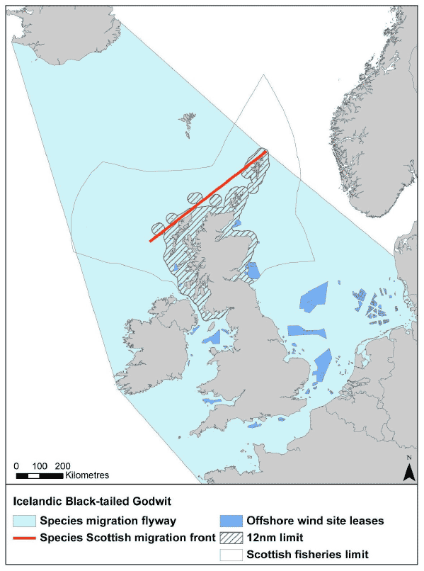 Figure 38: Migration flyway of Icelandic black-tailed godwit passing Scottish waters Figure 38: Migration flyway of Icelandic black-tailed godwit passing Scottish waters