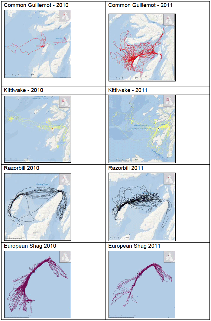Image G2: Foraging tracks of seabirds from Colonsay