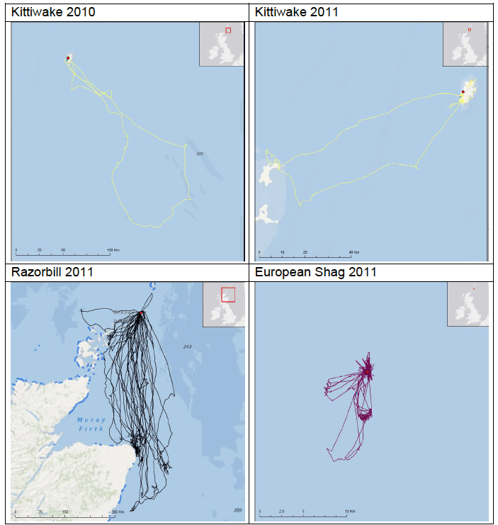 Image G3: Foraging tracks of seabirds from Fair Isle