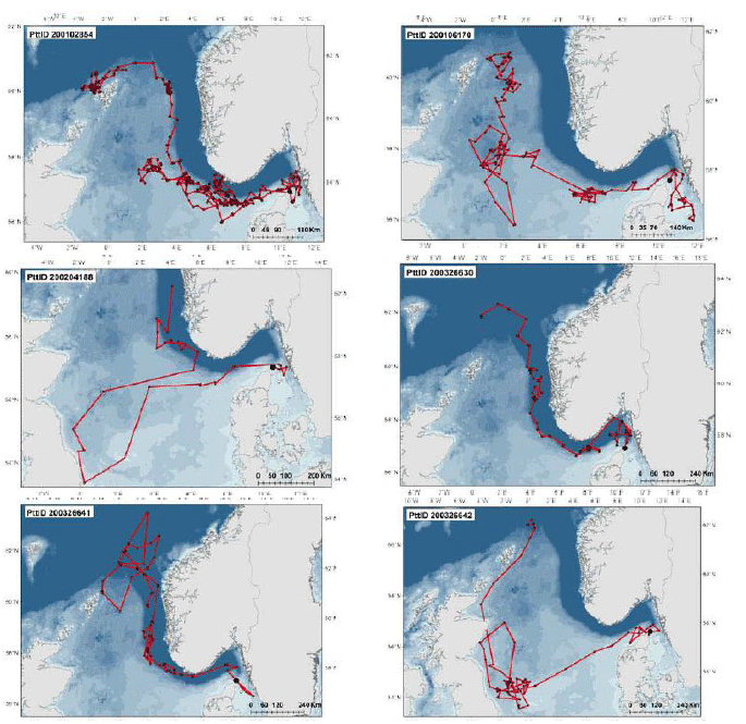 Image H7: Tracks Made by the Six Tagged Harbour Porpoise Recorded Moving into the Western Part of the North Sea