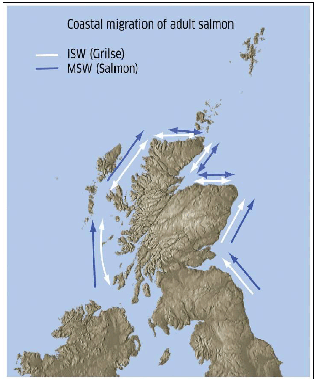 Image I1:  Dominant Directions of Travel for Atlantic Salmon (1SW and MSW) in Scottish Coastal Waters Based on Tagging Studies