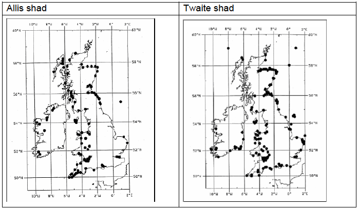 Image I2: Presence/Absence Data for Allis and Twaite Shad