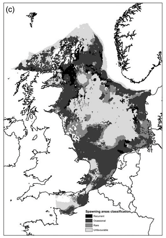 Map of Atlantic cod spawning habitat in the North Sea indicated by a colour scale ranging from recurrent, occasional, rare, and unfavourable. Recurrent spawning habitat is shown as dark grey and unfavourable spawning habitat as light grey. Several occasional spawning habitats are shown in Scottish waters.
