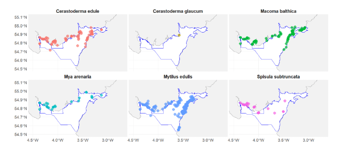 A six-panel distribution plot of benthic bivalve species within the Solway Firth SPA. The species represented are Cerastoderma edula, Cerastoderma glaucum, Macoma balthica, Mya arenaria, Mytilus edulis and Spisula subtruncata. All are widely distributed in the SPA.