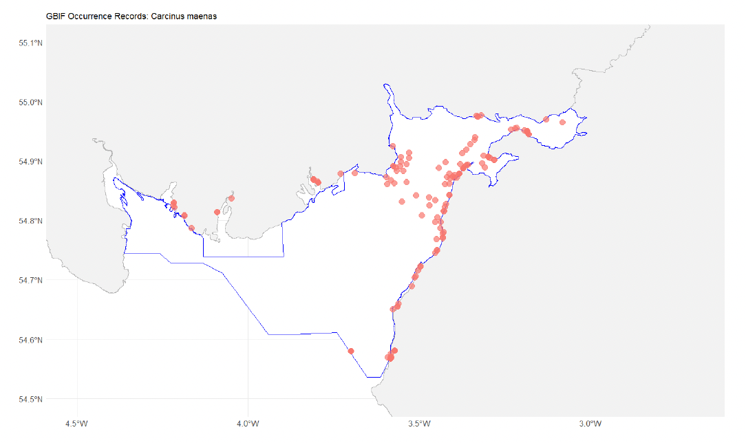 Distribution of Carcinus maenas in the Solway Firth SPA, showing more records in the inner firth.