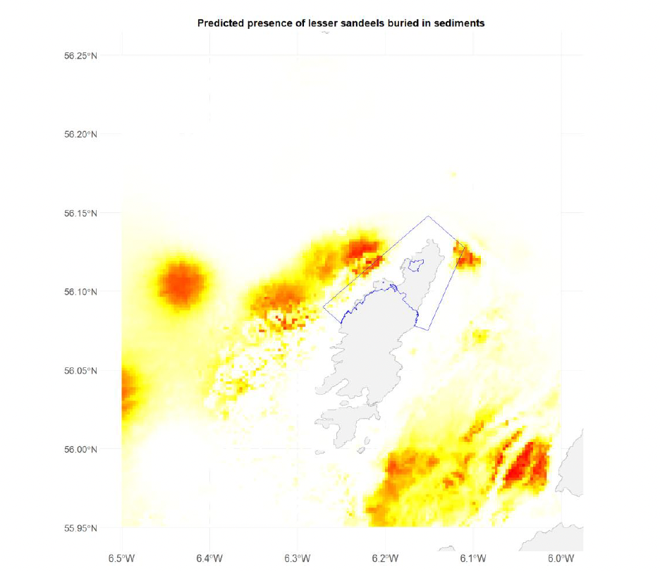 A map of the predicted probability of presence of lesser sandeels ammodytes marinus in the north sea with the North Colonsay and Western Cliffs SPA boundary overlaid. The main aggregations of sandeels are to the west of Colonsay, and around the Tarbert Bank area close to Jura.