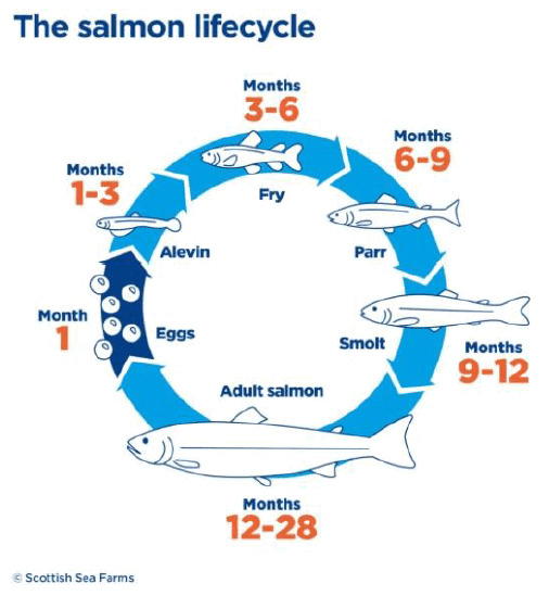 Circular arrows flowing clockwise, from the dark blue starting point, representing a salmon egg to a fully grown salmon.