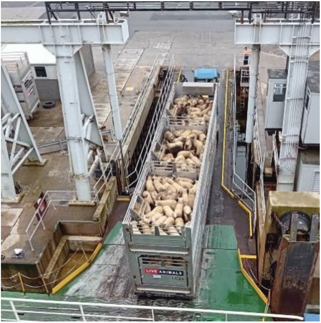 Figure 2 shows a photograph of sheep being held in a cassette system prior to being loaded onto a ferry.