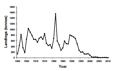 Figure 6.6 Landings of hake in the Clyde from 1960-2010 (ICES Stat Rectangles 39E4 + 39E5 + 40E4 + 40E5. Source, MSS). Figure 6.6 Landings of hake in the Clyde from 1960-2010 (ICES Stat Rectangles 39E4 + 39E5 + 40E4 + 40E5. Source, MSS).
