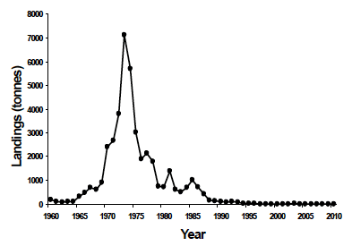 Figure 6.7 Landings of saithe in the Clyde from 1960-2010 (ICES Stat Rectangles 39E4 + 39E5 + 40E4 + 40E5. Source, MSS). Figure 6.7 Landings of saithe in the Clyde from 1960-2010 (ICES Stat Rectangles 39E4 + 39E5 + 40E4 + 40E5. Source, MSS).