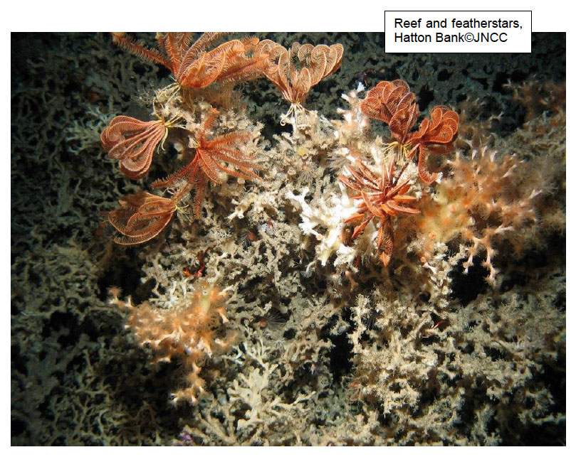 Reef and featherstars, Hatton Bank
