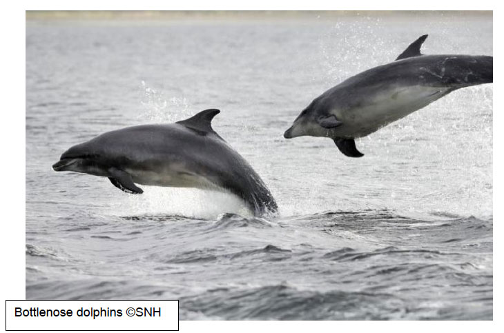 Bottlenose dolphins
