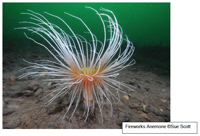 Fireworks Anemone
