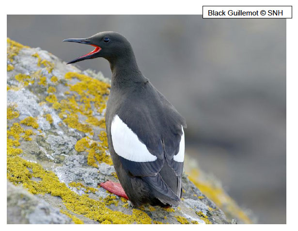Black Guillemot