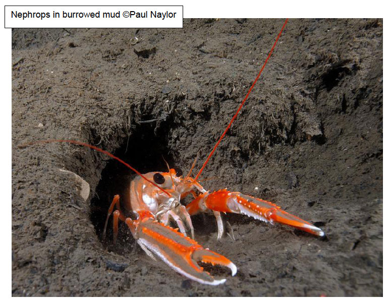 Nephrops in burrowed mud