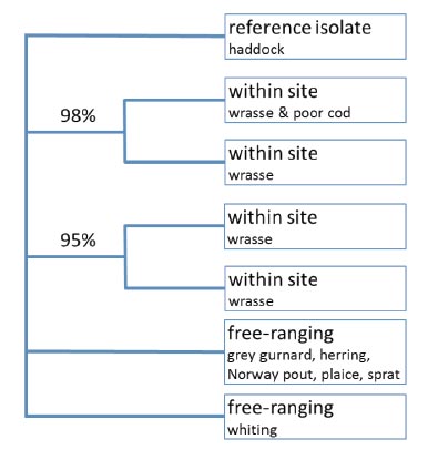 Figure 4. &nbsp;Maximum parsimony 50% majority rule consensus tree of phylogenetic relationships between haplotypes
