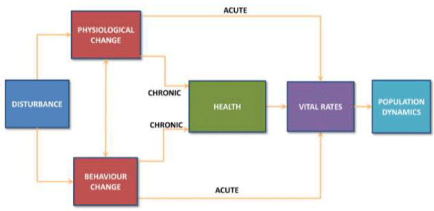 Figure 2. The PCoD model of the population consequences of disturbance developed by the ONR working group on PCAD Figure 2. The PCoD model of the population consequences of disturbance developed by the ONR working group on PCAD