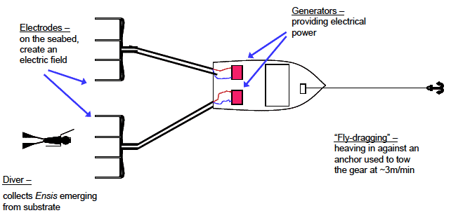 Figure 4: Schematic diagram of electrofishing for Ensis spp. (Figure 1.7, Breen et al. 2011) Figure 4: Schematic diagram of electrofishing for Ensis spp. (Figure 1.7, Breen et al. 2011)