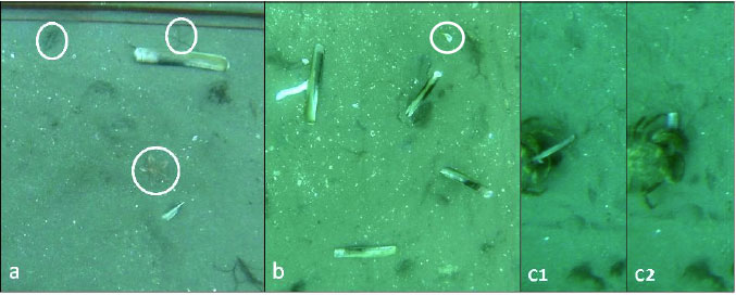 Figure 15: Observations from the boat trials. (a) Three non-target species with an emerged razor clam. The top left circled animal is a shrimp, the top right an ophiuroid and the centre is a starfish A. rubens. (b) Razor clams in different stages of recovery within a single quadrat from almost completely buried in the top right (circled) to one which has kicked its foot out of its shell and is unlikely to recover. (c) A crab eating an emerged razor clam. Figure 15: Observations from the boat trials. (a) Three non-target species with an emerged razor clam. The top left circled animal is a shrimp, the top right an ophiuroid and the centre is a starfish A. rubens. (b) Razor clams in different stages of recovery within a single quadrat from almost completely buried in the top right (circled) to one which has kicked its foot out of its shell and is unlikely to recover. (c) A crab eating an emerged razor clam.
