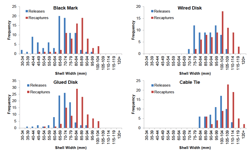 Figure 5: Size-frequency distributions of tag releases and recaptures at Wyre. 