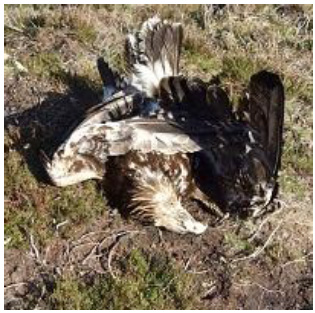 Poisoned golden eagle Poisoned golden eagle