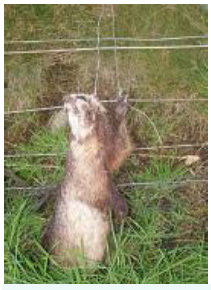Snared badger Snared badger