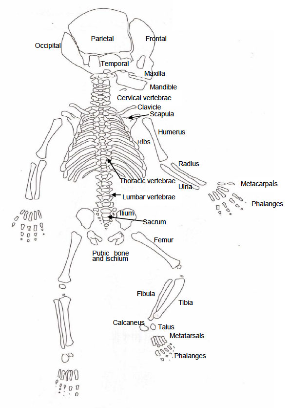 Diagram of the Neonatal Skeleton Diagram of the Neonatal Skeleton