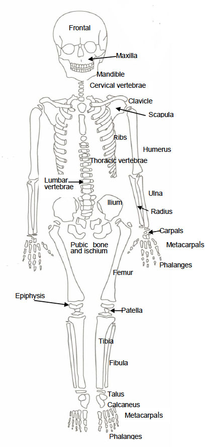 Diagram of Juvenile Skeleton Diagram of Juvenile Skeleton