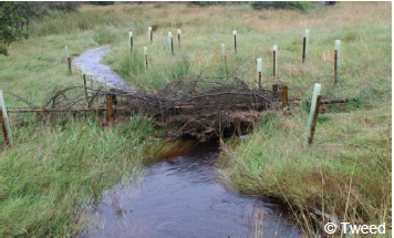 A photo of a leaky dam across a burn, with newly planted trees on the banks. A photo of a leaky dam across a burn, with newly planted trees on the banks.