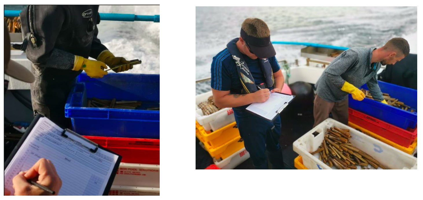 Photographs of fishers measuring razor clams at sea